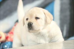 拉布拉多猎犬