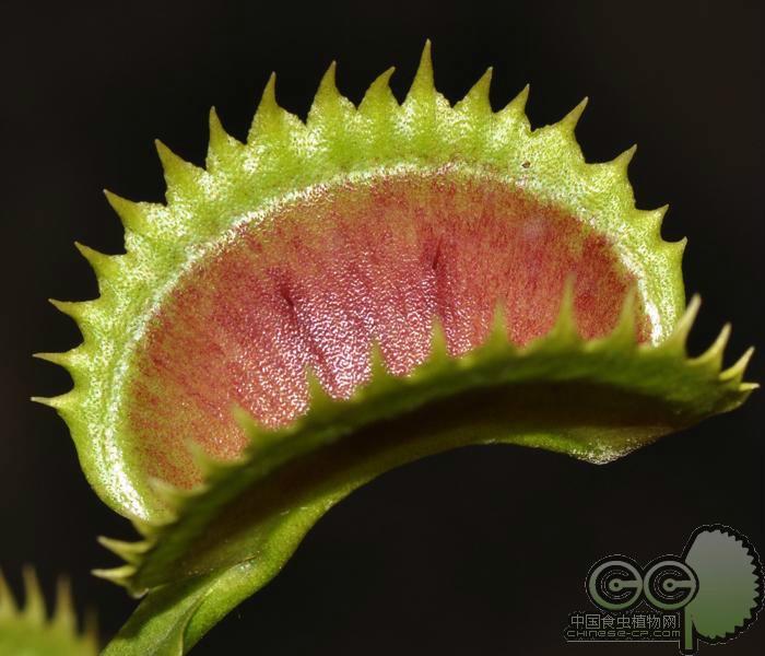 齿状捕蝇草