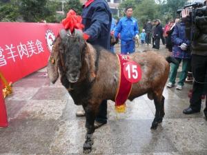 大耳羊图片