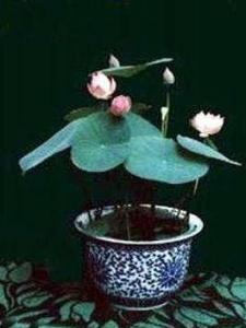 盆荷