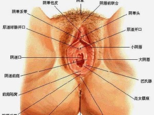 外阴