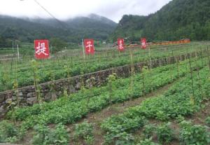 提子产业