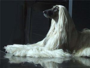 阿富汗猎犬头部