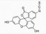 异硫氰酸荧光素
