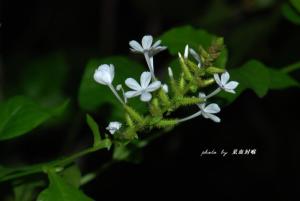 白花丹属物种