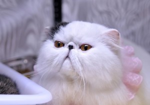 波斯猫