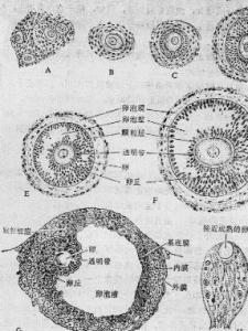 排卵后卵泡留下空壳图图片