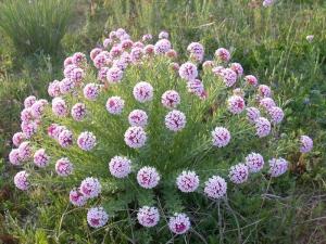 馒头花