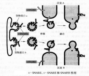 融合锚定蛋白的作用