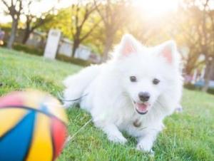 银狐犬