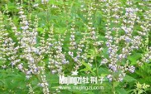 山牡荆图册