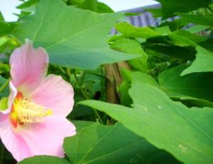 芙蓉花叶