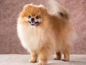 德国博美犬