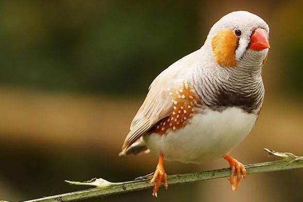 斑胸草雀 雀形目梅花雀科草雀属鸟类 搜狗百科