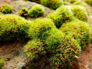 苔藓