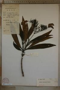 绣球茜图册