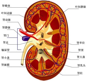 红豆结构解剖图图片