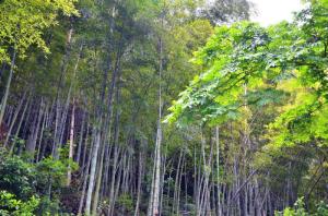 吊岩村竹林