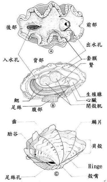 贝壳的结构示意图分析图片