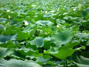 万亩莲藕种植基地