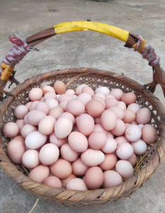 土鸡蛋