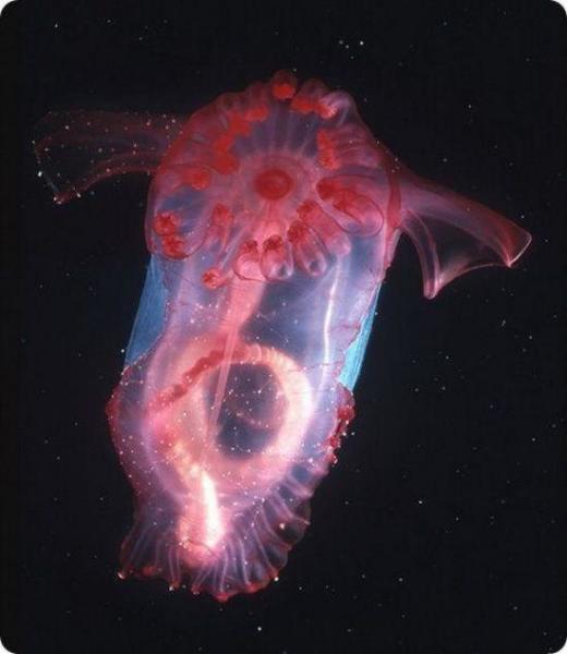 梦海鼠 平足目浮游参科动物 搜狗百科