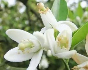 橘花 搜狗百科