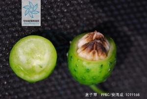 盒子草花果