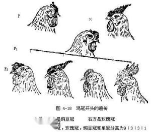 互补基因-鸡冠说明
