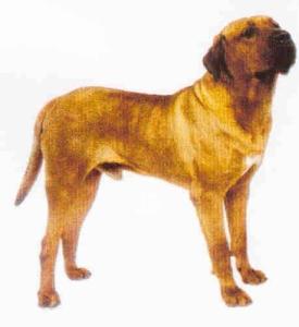 土佐犬