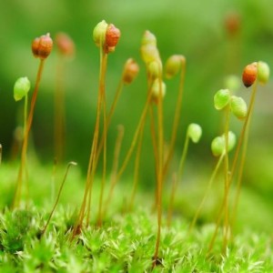 孢子植物