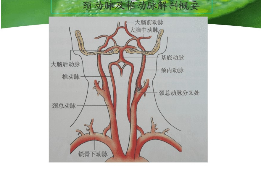 锁骨下动脉(人体组织结构名词)_搜狗百科