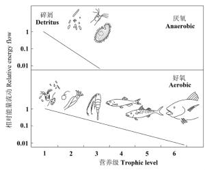 氧气应该允许地球上更长食物链的存在