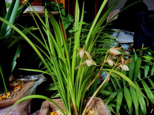 兰草 兰科 泽兰属植物 搜狗百科