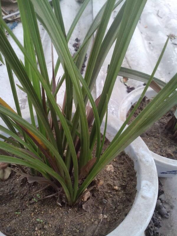 兰草 兰科 泽兰属植物 搜狗百科