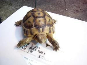 欧洲陆龟