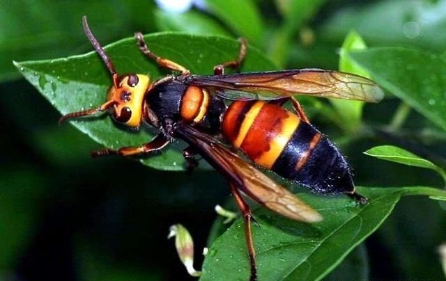 黄腰虎头蜂有毒吗图片