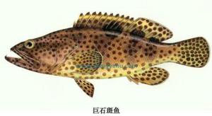 巨石斑鱼