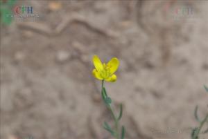 芸香属图册