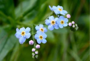 勿忘草 搜狗百科