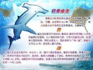 软骨鱼纲