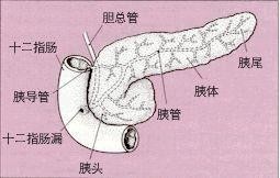 胰腺