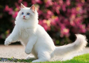 临清狮猫