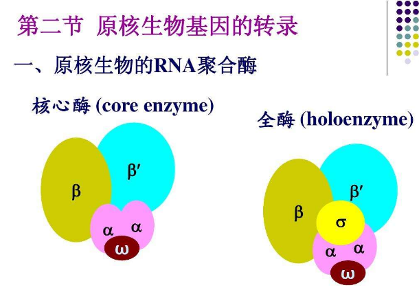 rna聚合酶