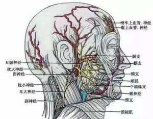 脑神经