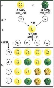 豌豆杂交遗传图
