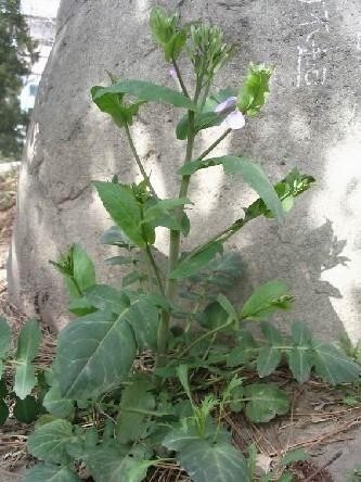 诸葛菜 十字花科诸葛菜属植物 搜狗百科 诸葛菜 十字花科诸葛菜属植物 搜狗百科
