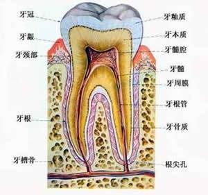 牙齿敏感