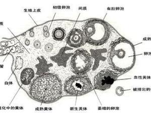 优势卵泡