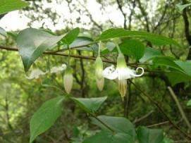 抱茎叶白花龙